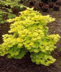 Arce de Shirasawa Aureum - Acer shirasawanum - El Nou Garden
