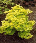 Arce de Shirasawa Aureum - Acer shirasawanum - El Nou Garden