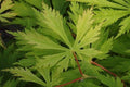 Arce japonés Aconitifolium - Acer palmatum - El Nou Garden