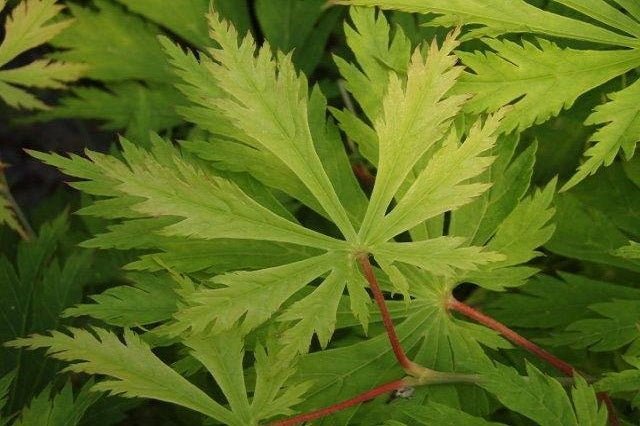 Arce japonés Aconitifolium - Acer palmatum - El Nou Garden