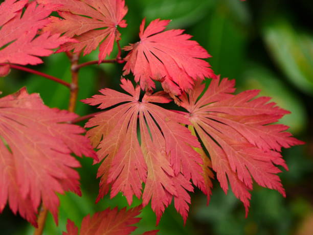 Arce japonés Aconitifolium - Acer palmatum - El Nou Garden
