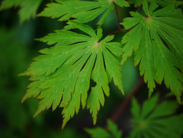 Arce japonés Aconitifolium - Acer palmatum - El Nou Garden