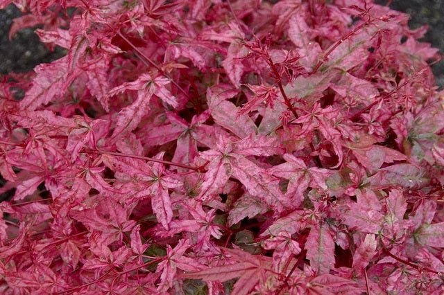 Arce japonés Beni Maiko - Acer palmatum - El Nou Garden