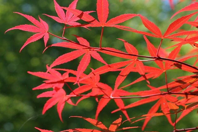 Arce japonés Beni Otake - Acer palmatum - El Nou Garden