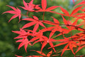 Arce japonés Beni Otake - Acer palmatum - El Nou Garden