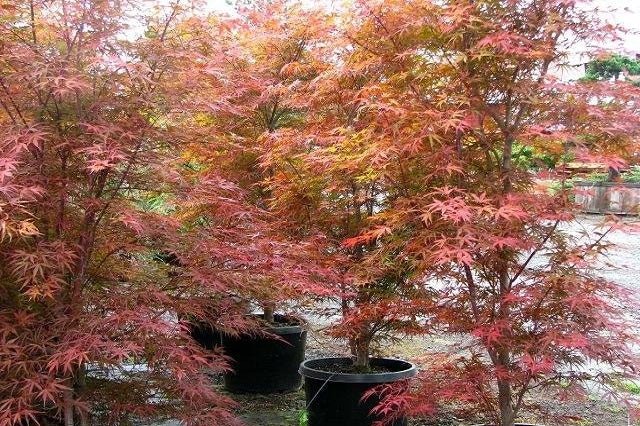 Arce japonés Beni Otake - Acer palmatum - El Nou Garden