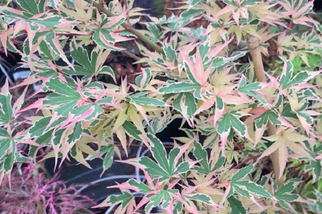 Arce japonés Beni Schichihenge - Acer palmatum - El Nou Garden