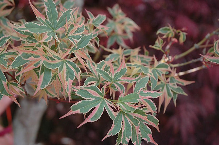 Arce japonés Beni Schichihenge - Acer palmatum - El Nou Garden