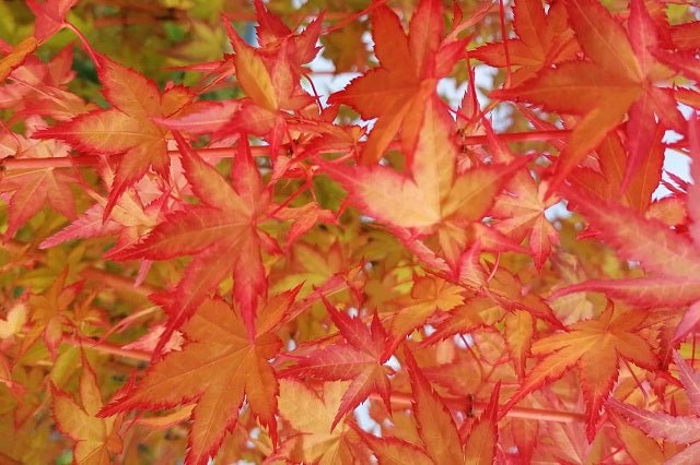 Arce japonés Bi Hoo - Acer palmatum - El Nou Garden