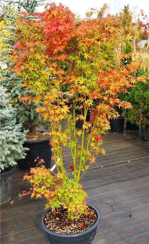 Arce japonés Bi Hoo - Acer palmatum - El Nou Garden