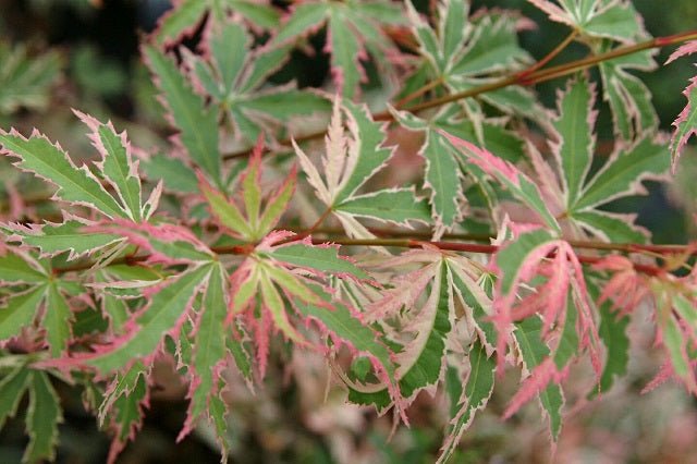 Arce japonés Butterfly - Acer palmatum - El Nou Garden