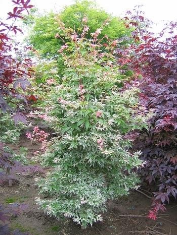 Arce japonés Butterfly - Acer palmatum - El Nou Garden
