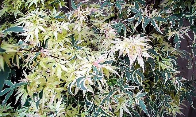 Arce japonés Butterfly - Acer palmatum - El Nou Garden