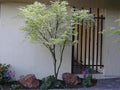 Arce japonés Butterfly - Acer palmatum - El Nou Garden