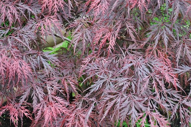 Arce japonés Crimsom Princess - Acer palmatum var. dissectum - El Nou Garden
