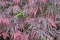 Arce japonés Crimsom Princess - Acer palmatum var. dissectum - El Nou Garden