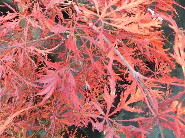 Arce japonés Crimsom Princess - Acer palmatum var. dissectum - El Nou Garden
