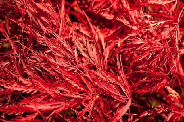 Arce japonés Crimson Queen - Acer palmatum var. dissectum - El Nou Garden