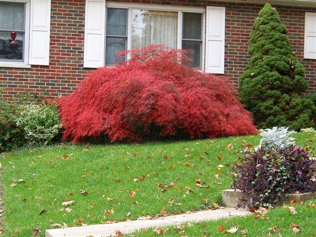 Arce japonés Crimson Queen - Acer palmatum var. dissectum - El Nou Garden