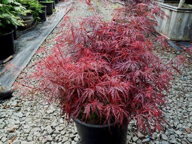 Arce japonés Crimson Queen - Acer palmatum var. dissectum - El Nou Garden