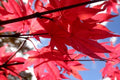 Arce japonés Fireglow - Acer palmatum Fireglow - El Nou Garden