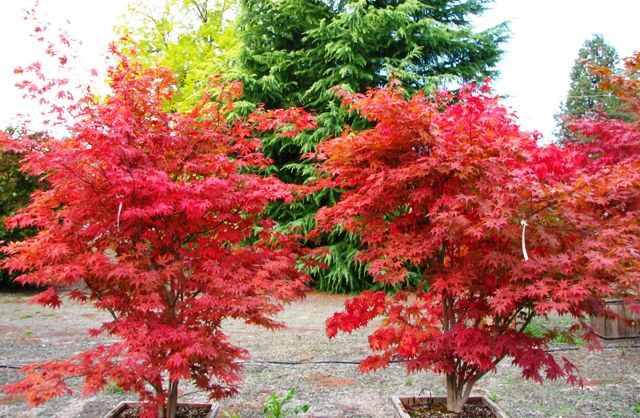 Arce japonés Fireglow - Acer palmatum Fireglow - El Nou Garden