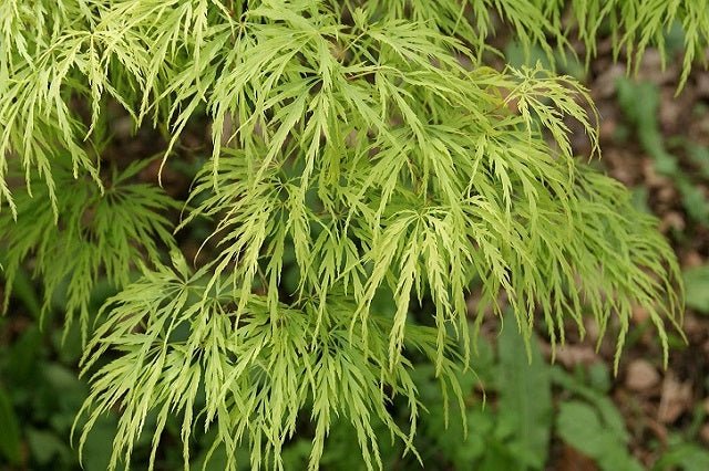 Arce japonés Flavescens - Acer palmatum var. dissectum - El Nou Garden