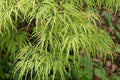 Arce japonés Flavescens - Acer palmatum var. dissectum - El Nou Garden