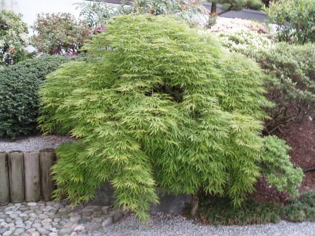 Arce japonés Flavescens - Acer palmatum var. dissectum - El Nou Garden