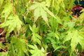 Arce japonés Going Green - Acer palmatum - El Nou Garden