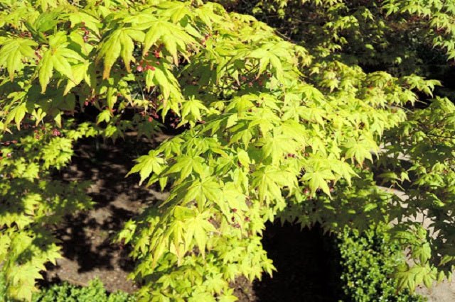 Arce japonés Going Green - Acer palmatum - El Nou Garden