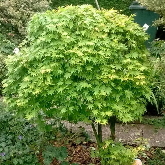 Arce japonés Going Green - Acer palmatum - El Nou Garden