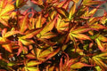 Arce japonés Katsura - Acer palmatum Katsura - El Nou Garden