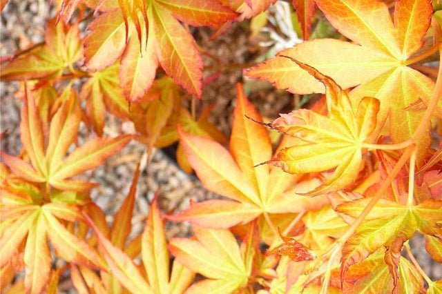 Arce japonés Katsura - Acer palmatum Katsura - El Nou Garden