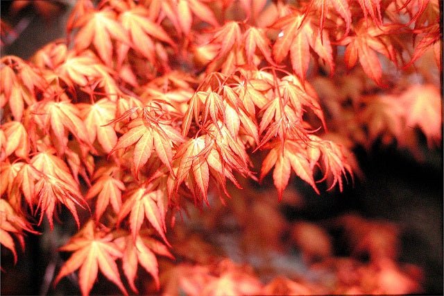 Arce japonés Katsura - Acer palmatum Katsura - El Nou Garden