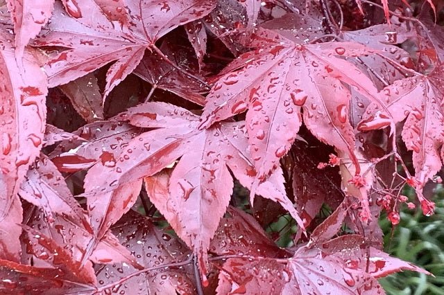 Arce japonés Moonfire - Acer palmatum - El Nou Garden
