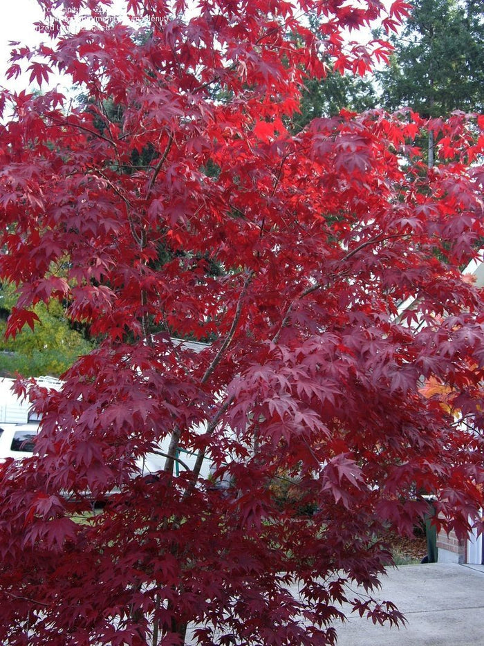 Arce japonés Moonfire - Acer palmatum - El Nou Garden