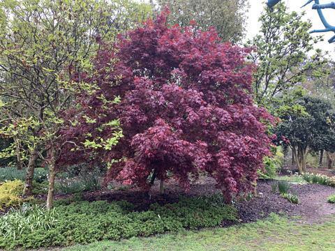Arce japonés Moonfire - Acer palmatum - El Nou Garden