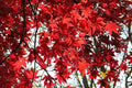 Arce japonés Okagami - Acer palmatum - El Nou Garden
