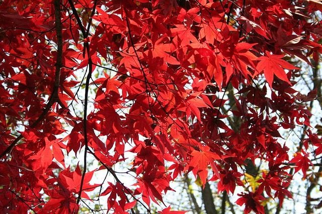 Arce japonés Okagami - Acer palmatum - El Nou Garden