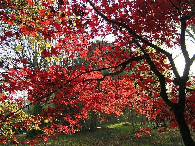 Arce japonés Okagami - Acer palmatum - El Nou Garden