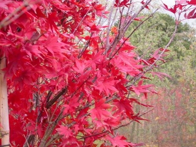 Arce japonés Okagami - Acer palmatum - El Nou Garden