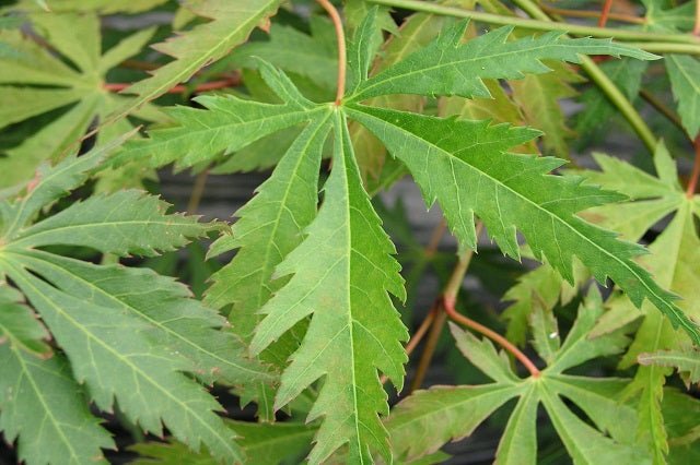 Arce japonés Omurayama - Acer palmatum - El Nou Garden