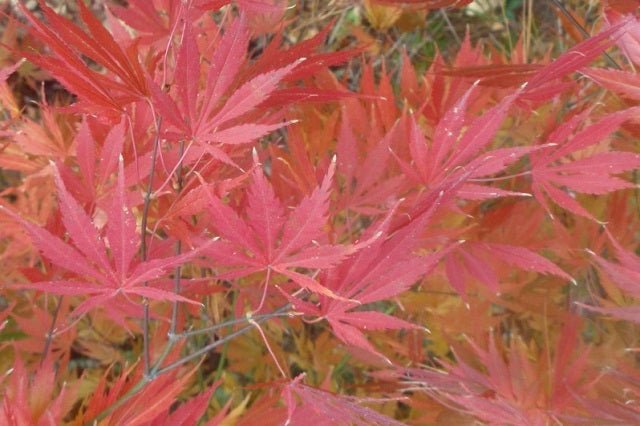 Arce japonés Omurayama - Acer palmatum - El Nou Garden