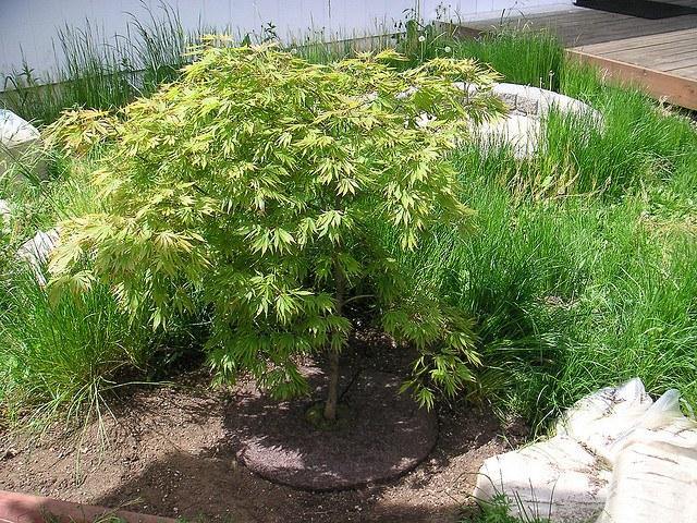 Arce japonés Omurayama - Acer palmatum - El Nou Garden