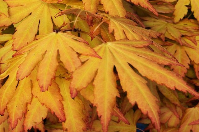 Arce japonés Orange Dream - Acer palmatum - El Nou Garden