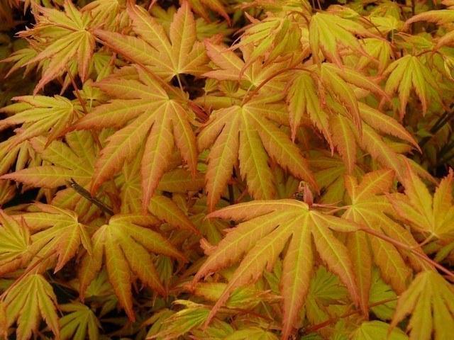 Arce japonés Orange Dream - Acer palmatum - El Nou Garden