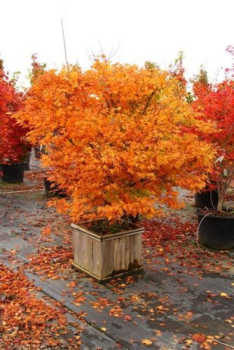Arce japonés Orange Dream - Acer palmatum - El Nou Garden