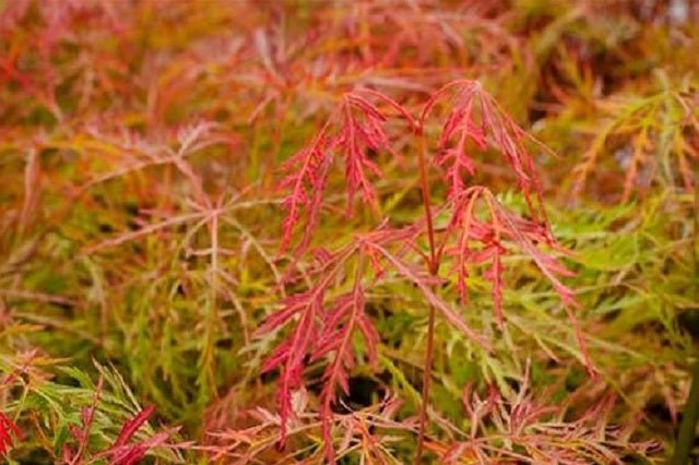 Arce japonés palmeado Baldsmith - Acer palmatum var. dissectum - El Nou Garden