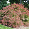 Arce japonés palmeado Baldsmith - Acer palmatum var. dissectum - El Nou Garden